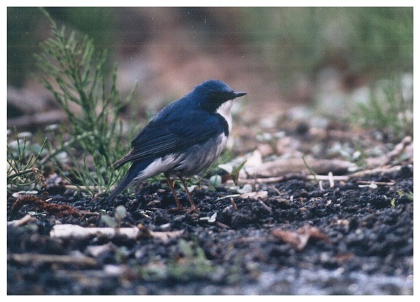 ｺﾙﾘ成鳥①／戸隠・森林公園：縮小.jpg