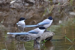 オナガ縮小　　　　葛西臨海公園　　20111111.jpg