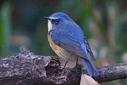 ルリビタキ♂ 縮小 明治神宮20111229-2.jpg