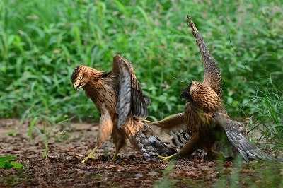 DSC_8133ｵｵﾀｶ19.7in杉並区の公園 縮小.jpg