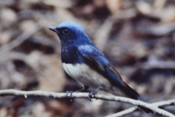 ｵｵﾙﾘ成鳥②／戸隠・森林公園：縮小.jpg