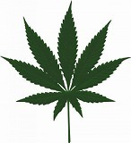 大麻の葉縮小.jpg