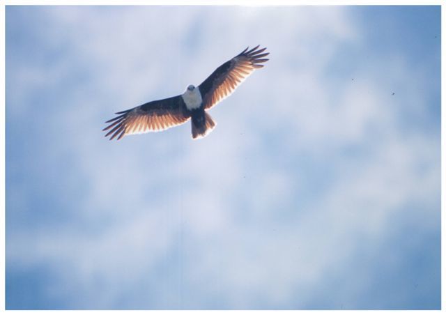 BRAHMINY KITE.jpg