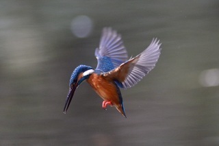 幸せを運ぶ「青い鳥」はどこに？〜(2013年1月1日)弓仲